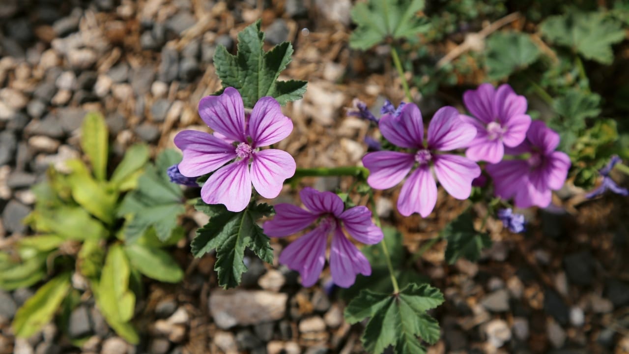 The Overlooked Edible - Bringing Mallow from Garden to Table 4 mallow plant flowering