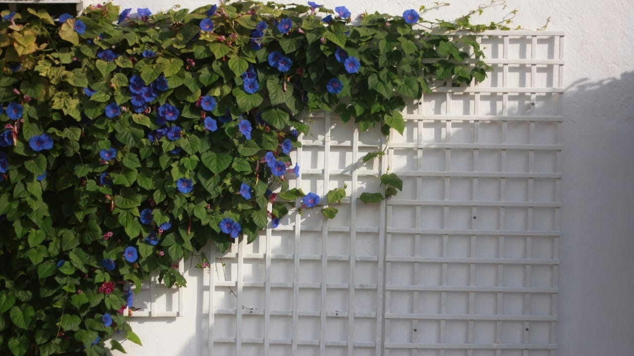 Breathe Life Into Bare Walls: 21 Splendid Plants Perfect for Growing on Walls 22 Morning Glory climbing on white wall