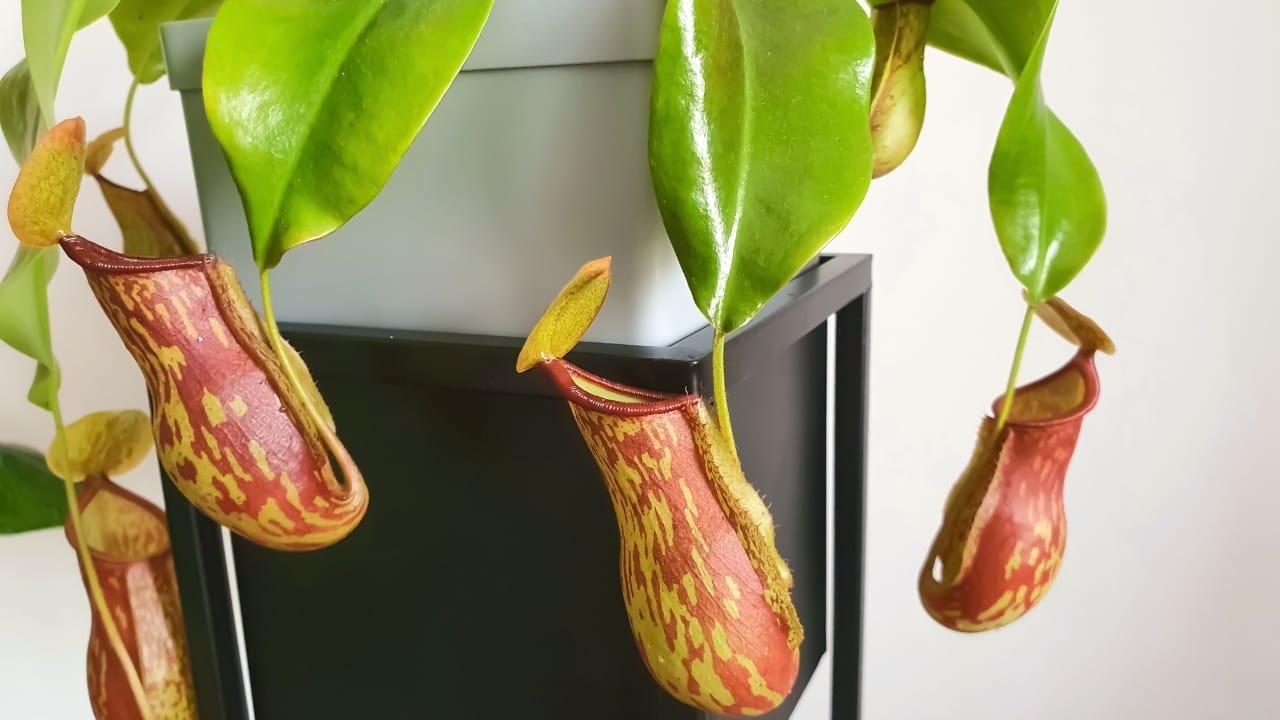 Feast Your Eyes, as they Feast on Flies: The Mesmerizing Nepenthes Plant 6 Nepenthes Gaya plant in pot