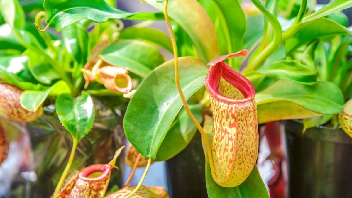 A Carnivorous Conundrum: What to Feed Nepenthes Plants 2 Nepenthes plant