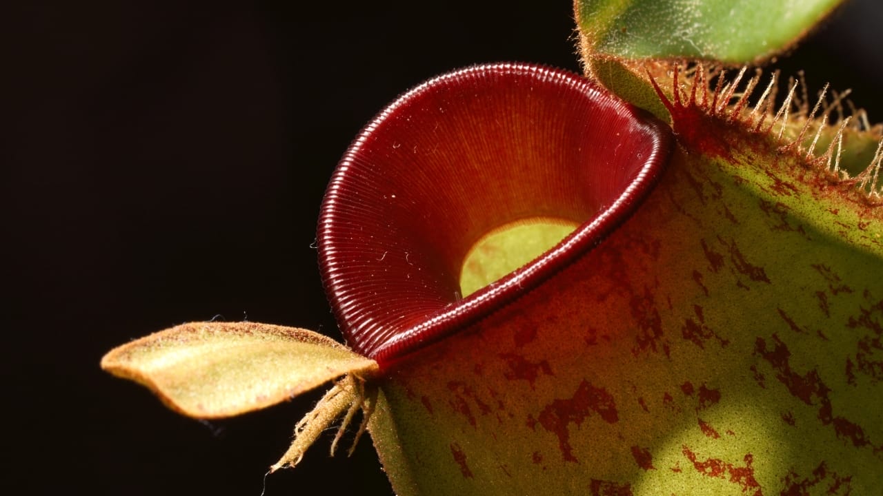 Feast Your Eyes, as they Feast on Flies: The Mesmerizing Nepenthes Plant - Nepenthes plant s2070072455