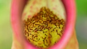 A Carnivorous Conundrum: What to Feed Nepenthes Plants 1 A Carnivorous Conundrum: What to Feed Nepenthes Plants - Nepenthes plant s2280731493