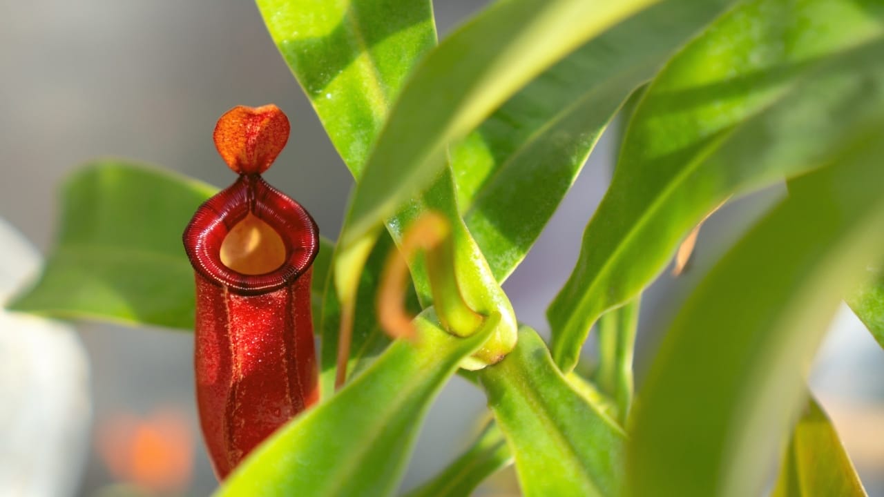Feast Your Eyes, as they Feast on Flies: The Mesmerizing Nepenthes Plant - Nepenthes ventricosa x Nepenthes ampullaria plant s2269103335