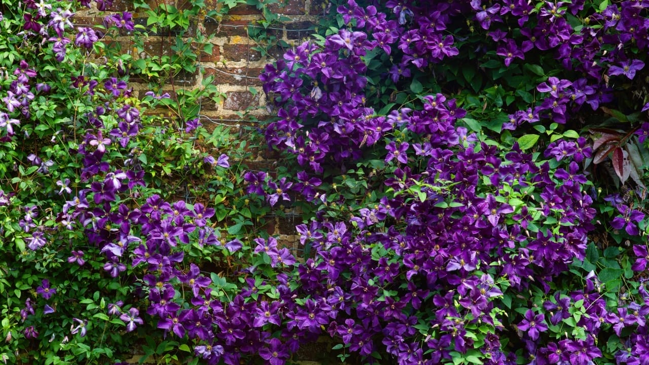 15 Plants to Turn Your Garden into a Hummingbird Haven - Purple clematis s1834518916