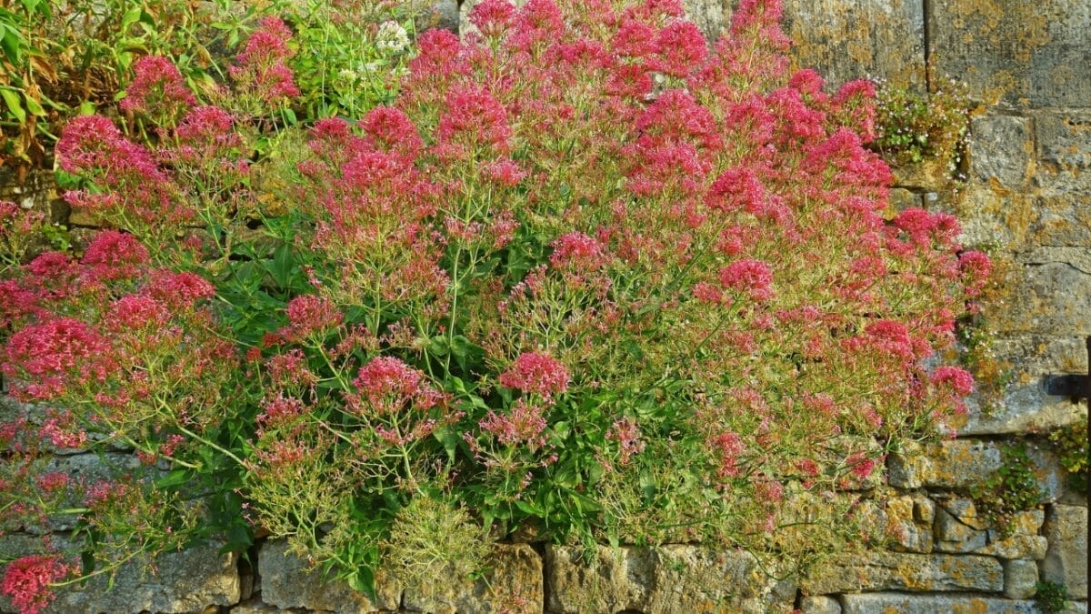 14 Sleep-Enhancing Bedroom Plants 8 14 Sleep-Enhancing Bedroom Plants - Red Valerian Centranthus ruber Valerianaceae s1460957522