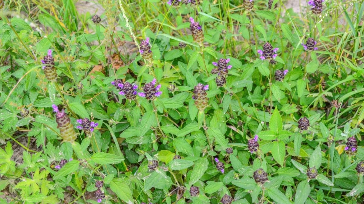 Nature’s Toolkit: 15 Herbs with Potential Lifesaving Benefits 15 Nature’s Toolkit: 15 Herbs with Potential Lifesaving Benefits - Selfheal s2029689278