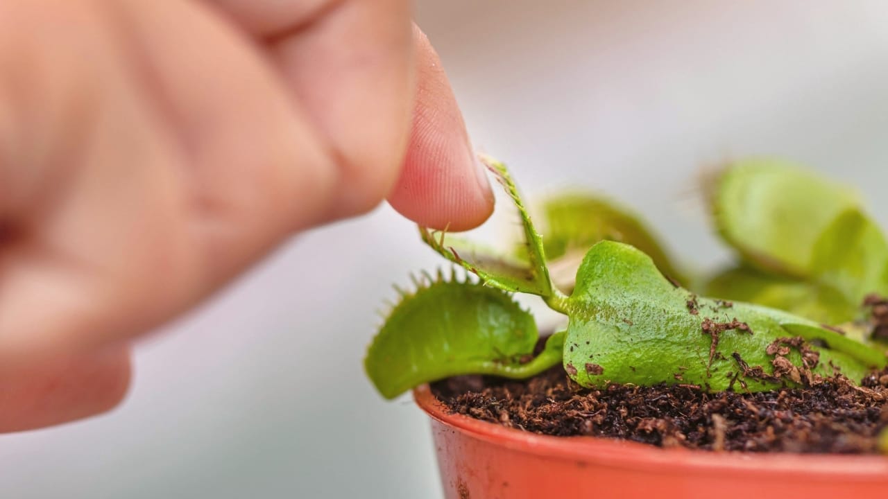 Mastering Venus Flytrap Feeding: Essential Do's & Don'ts for a Thriving Plant 5 Dionaea muscipula finger