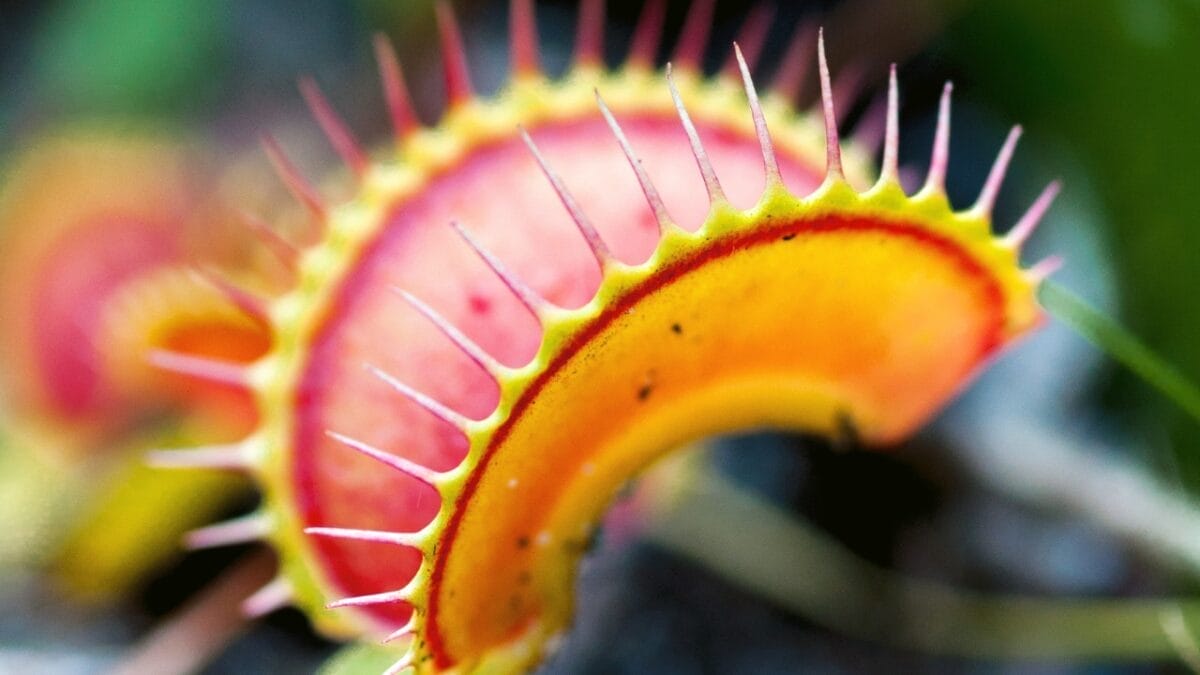 Man-Eating Plants: The Twisted Journey from Fiction to Fascination 6 Venus Flytrap, Dionaea muscipula