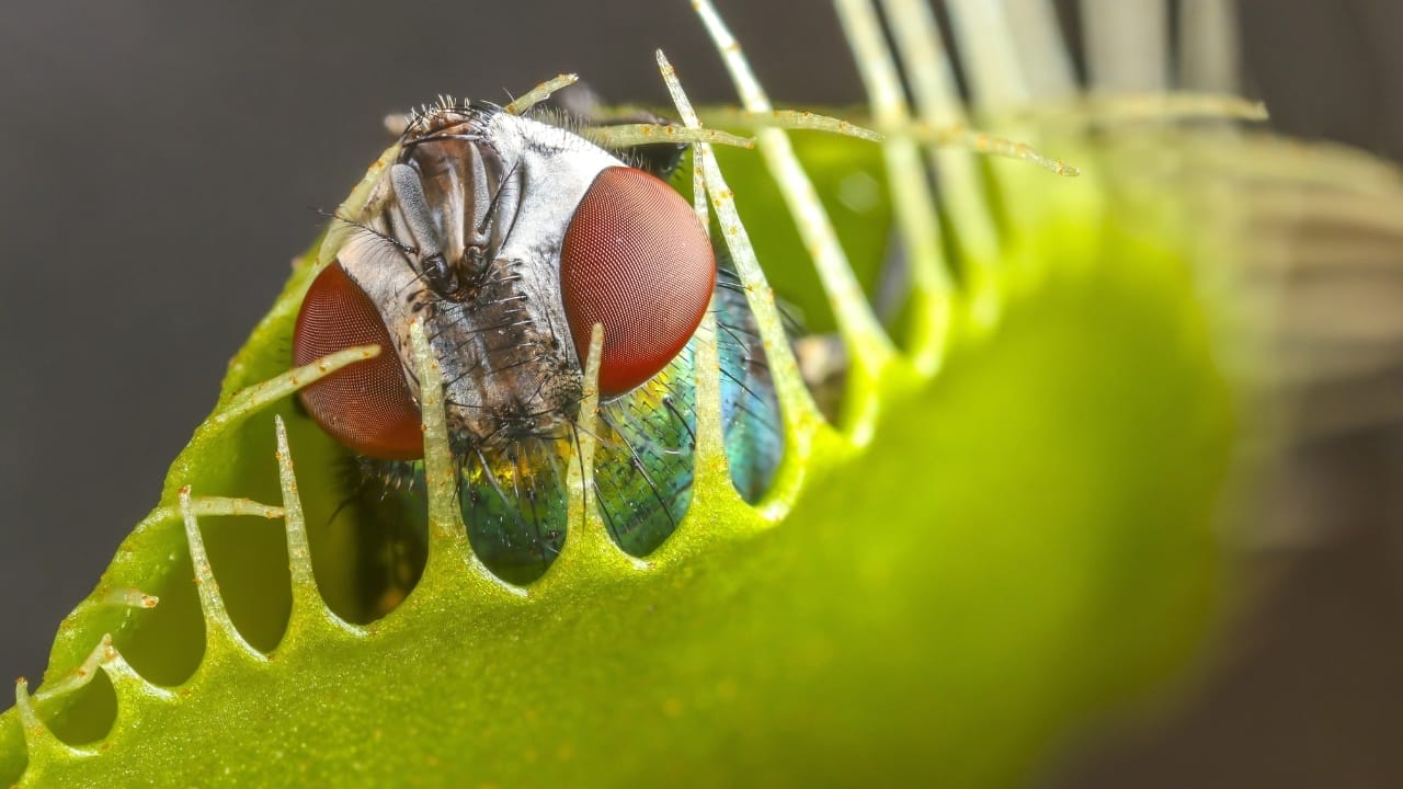 Wondering How Big Can a Venus Flytrap Get? Here's the World's Largest & Sizes of Others 4 Wondering How Big Can a Venus Flytrap Get? Here's the World's Largest & Sizes of Others - Venus Flytrap Dionaea muscipulas479479357