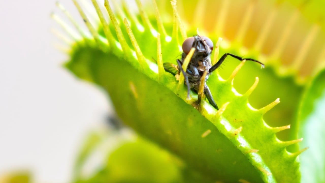 Mastering Venus Flytrap Feeding: Essential Do's & Don'ts for a Thriving Plant 4 Mastering Venus Flytrap Feeding: Essential Do's & Don'ts for a Thriving Plant - Venus fly trap plant s1306644316