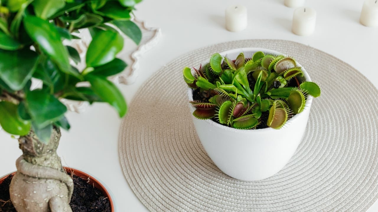 16 Things About Venus Flytraps Most People Don't Know 13 16 Things About Venus Flytraps Most People Don't Know - Venus fly trap plant s2360178517