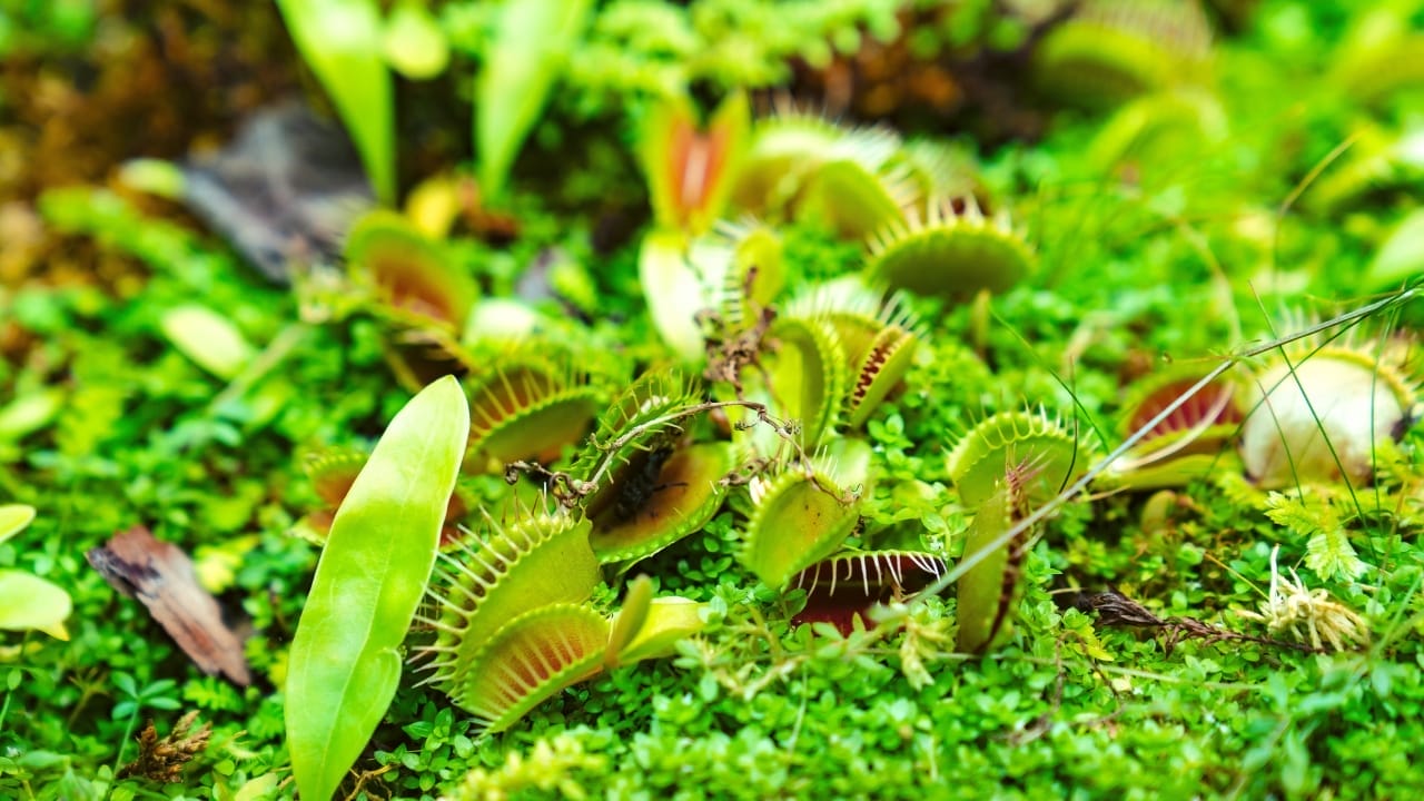 16 Things About Venus Flytraps Most People Don't Know 12 Venus fly trap plant