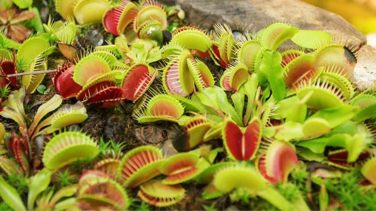 16 Things About Venus Flytraps Most People Don't Know 16 plants
