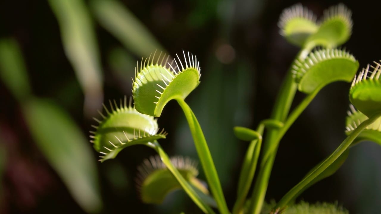 16 Things About Venus Flytraps Most People Don't Know 17 Venus fly trap