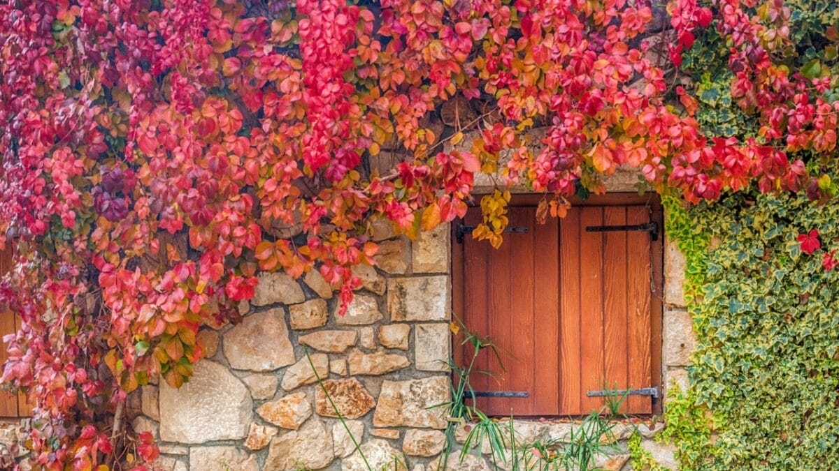 23 Flowering Plants & Herbs That Offer Food for Birds 22 23 Flowering Plants & Herbs That Offer Food for Birds - Virginia Creeper s343306355