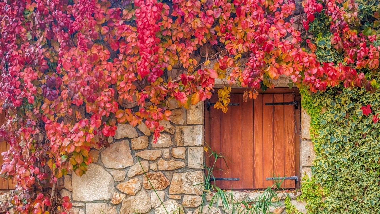 Breathe Life Into Bare Walls: 21 Splendid Plants Perfect for Growing on Walls 7 Virginia Creeper