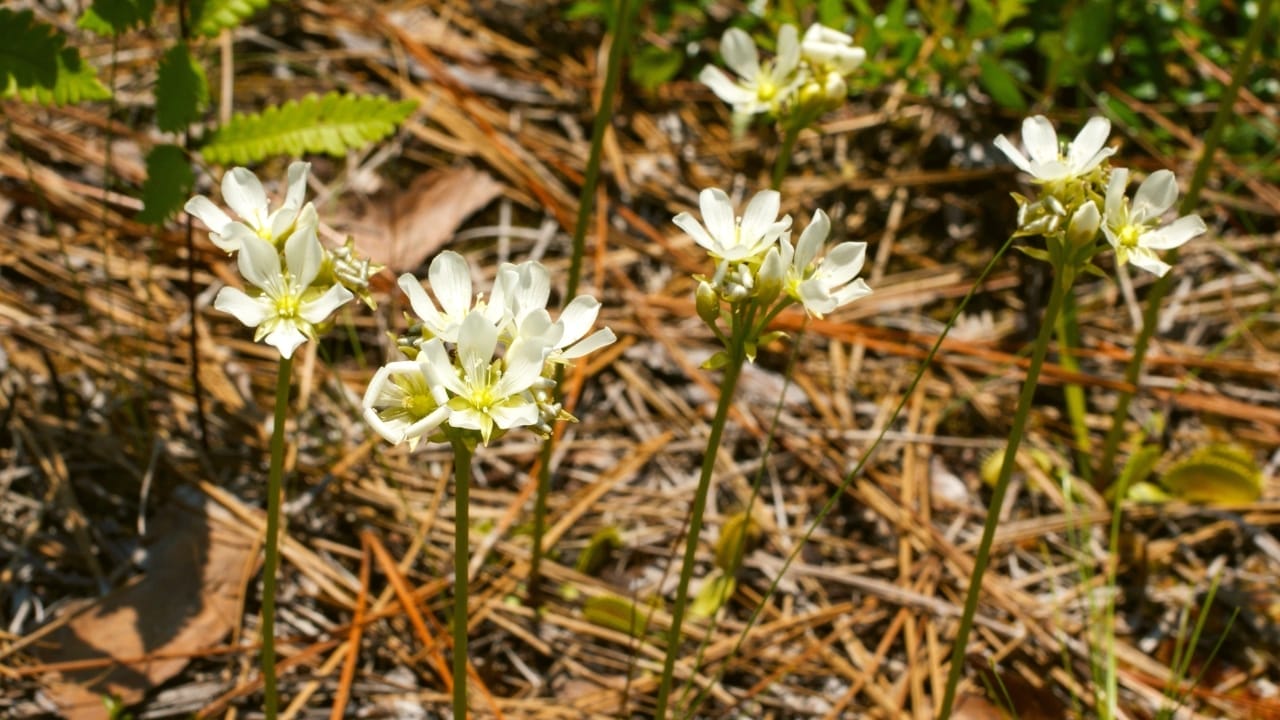16 Things About Venus Flytraps Most People Don't Know 4 White flowers of the Venus Flytrap, Dionaea muscipula, North Carolina