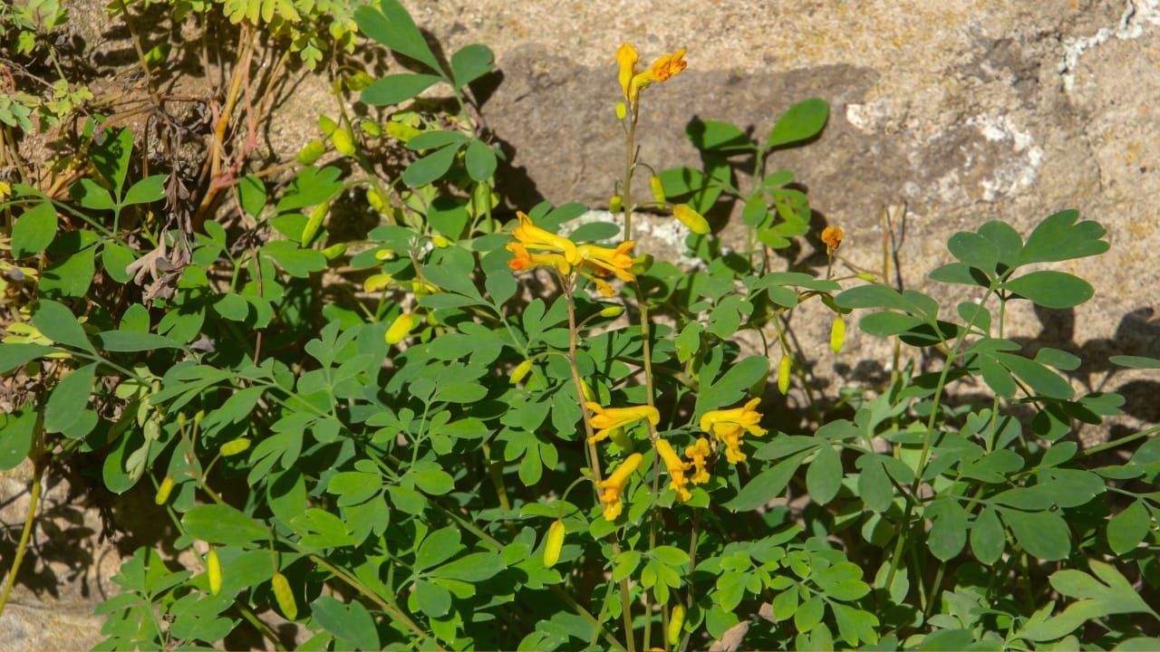 Breathe Life Into Bare Walls: 21 Splendid Plants Perfect for Growing on Walls 4 Yellow Corydalis - Pseudofumaria lutea