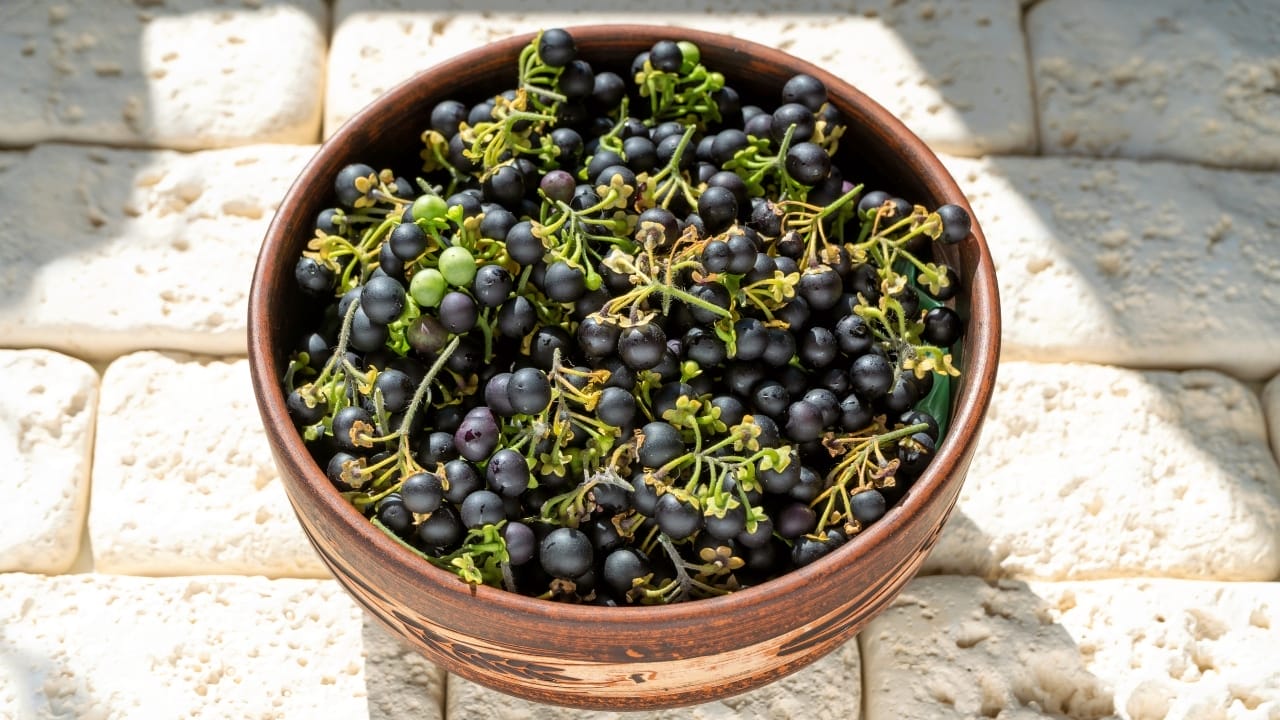 From Fear to Feast: The Truth About Edible Black Nightshade Berries 6 berries edible