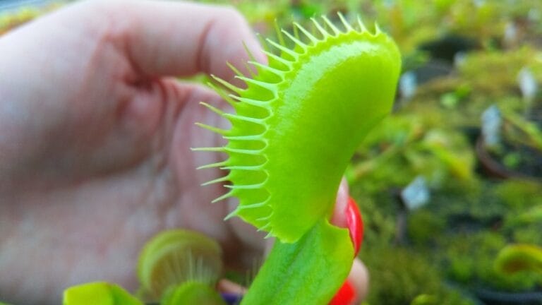 Wondering How Big Can a Venus Flytrap Get? Here's the World's Largest & Sizes of Others 7 Wondering How Big Can a Venus Flytrap Get? Here's the World's Largest & Sizes of Others - big venus flytrap plant s1622373