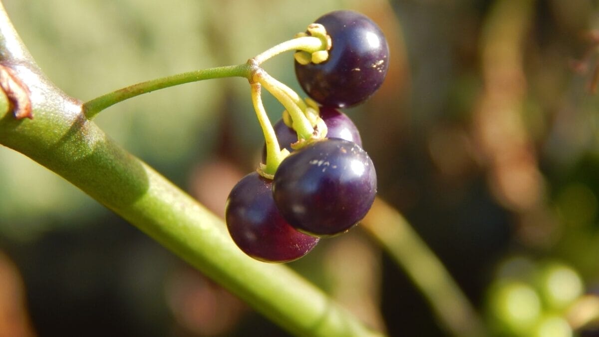 Carolina Horsenettle vs Black Nightshade Plant Guide 5 Carolina Horsenettle vs Black Nightshade Plant Guide - black nightshade berries s2223159139