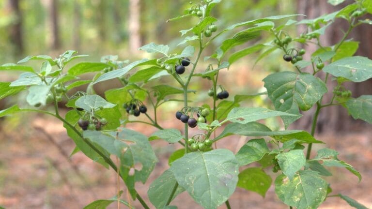 From Fear to Feast: The Truth About Edible Black Nightshade Berries 4 black nightshade shrub