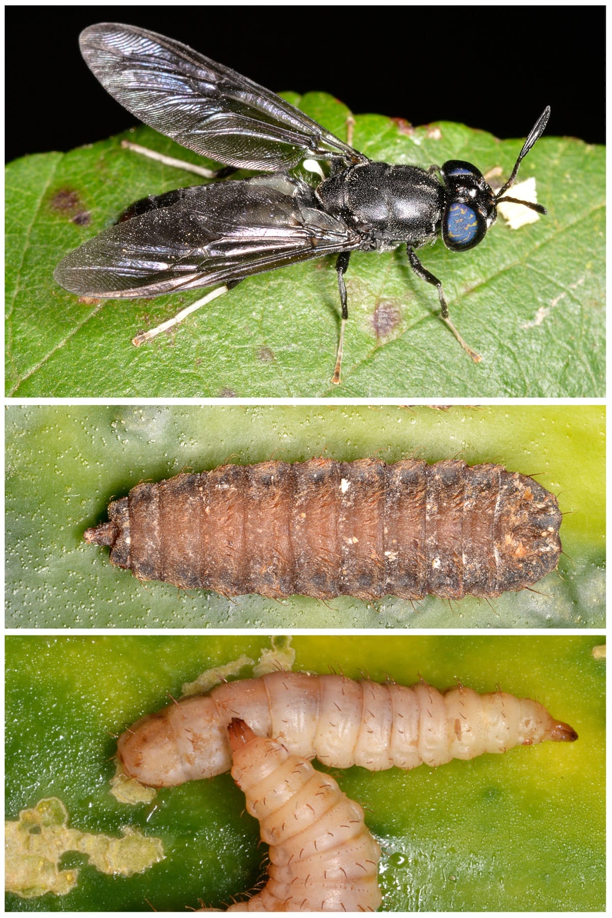 life cycle of black soldier flies