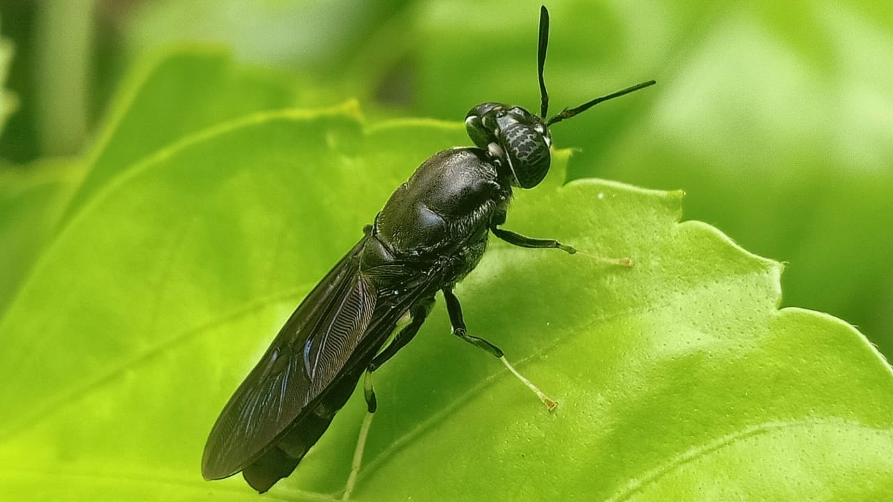 How Black Soldier Fly Could Be the Secret Weapon for Global Food Security - black soldier fly s2294044815