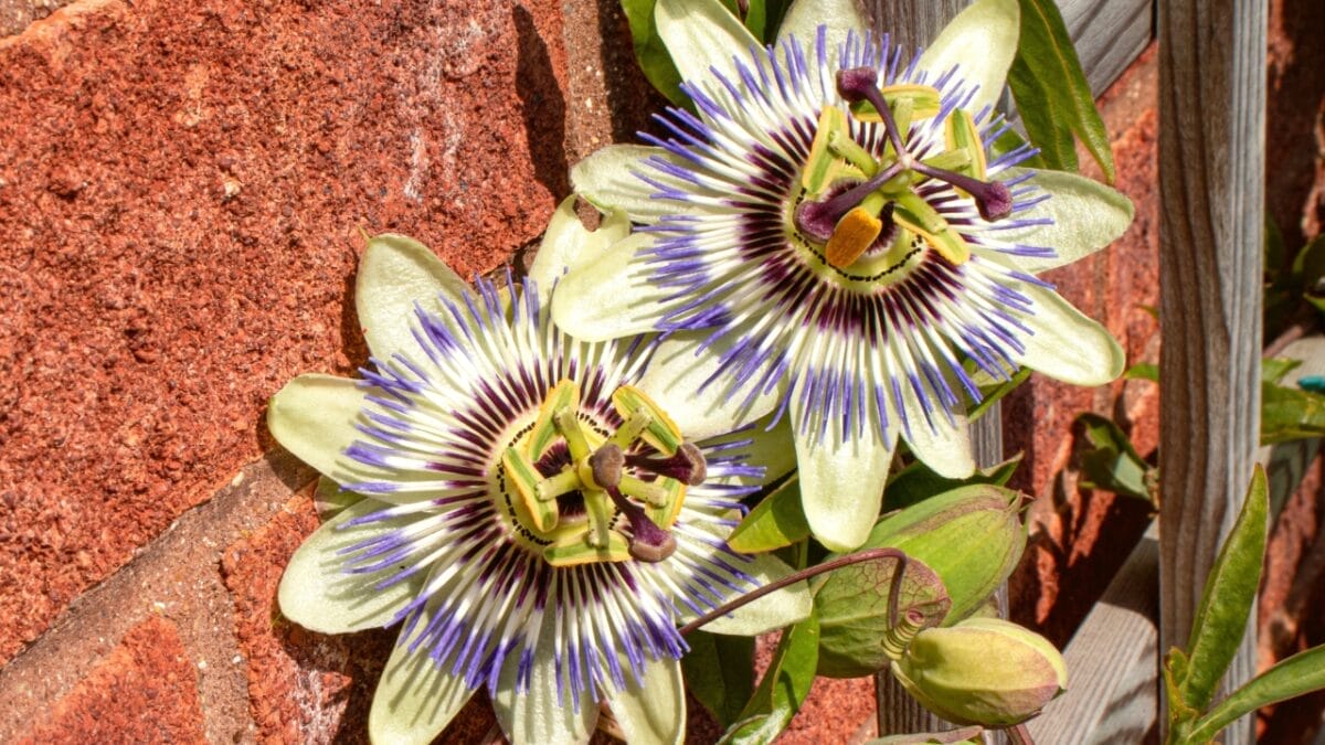 20 Best Vines for Containers That Are Easy to Grow 8 20 Best Vines for Containers That Are Easy to Grow - blooms of the passion flower climber against a wall s1770047150