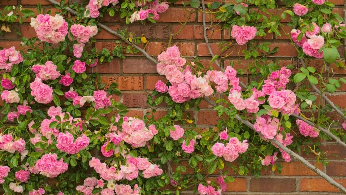20 Best Vines for Containers That Are Easy to Grow 17 20 Best Vines for Containers That Are Easy to Grow - climbing roses s1078038518