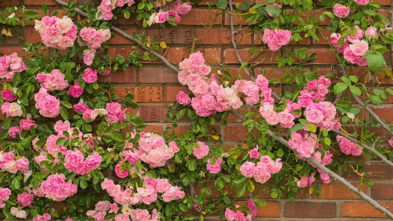 The Hidden Secrets to Growing Dreamy Climbing Roses (Even Beginners Can Master) 3 The Hidden Secrets to Growing Dreamy Climbing Roses (Even Beginners Can Master) - climbing roses s1078038518