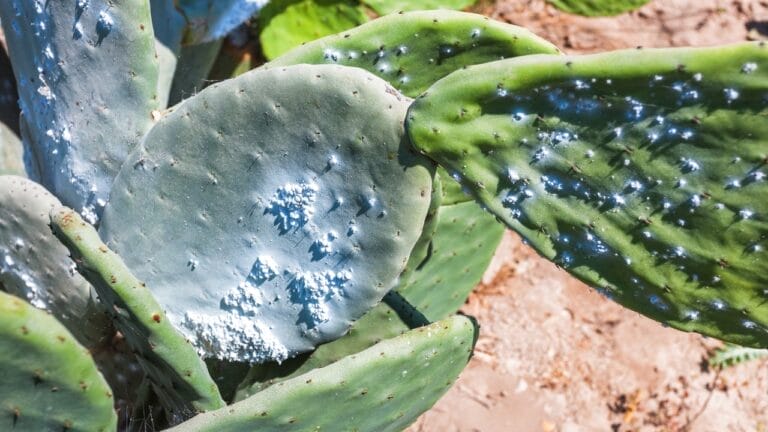cochineal on cactus