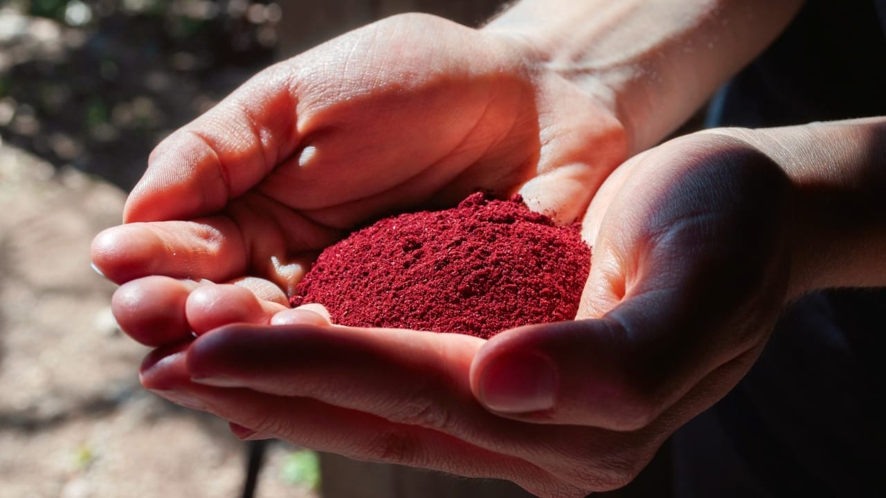 From Cacti to Crisis: The Remarkable Saga of Red Dye Made from Bugs 2 holding cochineal powder