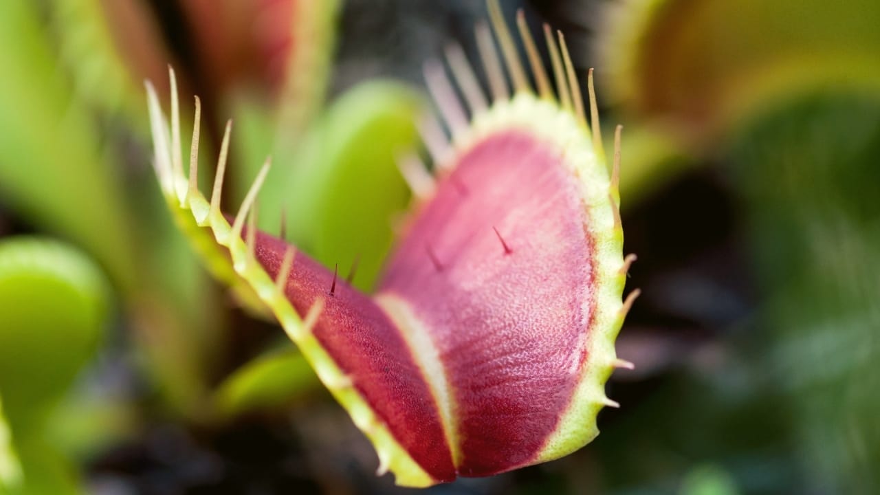 Fanged Foliage: How to Grow & Care for Venus Flytraps 5 dionaea muscipula