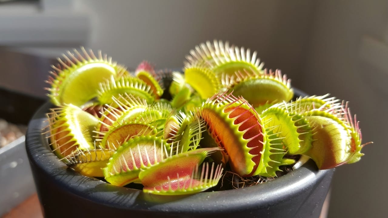 Fanged Foliage: How to Grow & Care for Venus Flytraps 6 dionaea muscipula plant