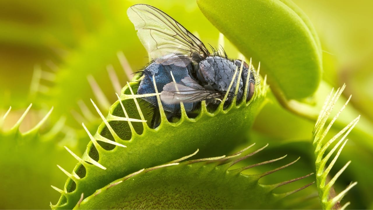 Fanged Foliage: How to Grow & Care for Venus Flytraps 4 dionaea muscipula with trapped fly