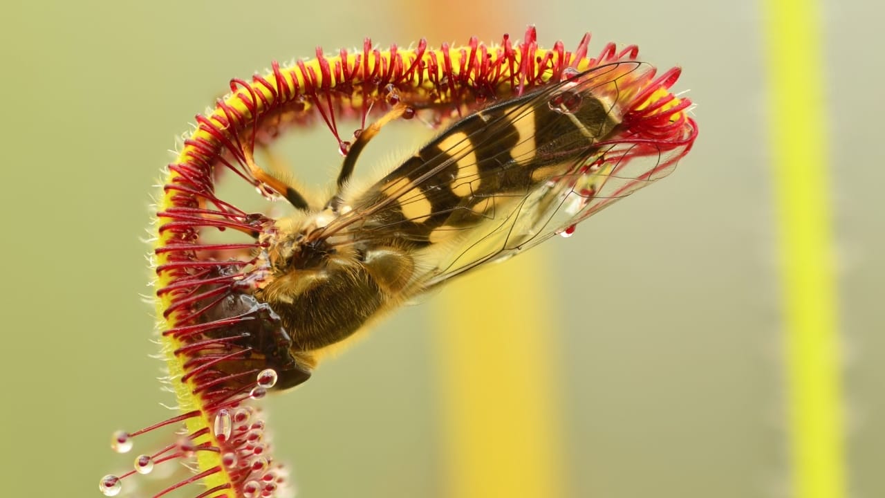 From Glistening Dew to Deadly Trap: The Remarkable Sundew Plant 5 drosera with a wasp