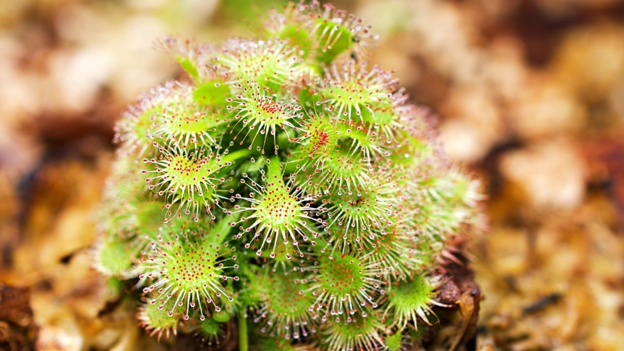 From Glistening Dew to Deadly Trap: The Remarkable Sundew Plant 3 drosera spatulta capensis