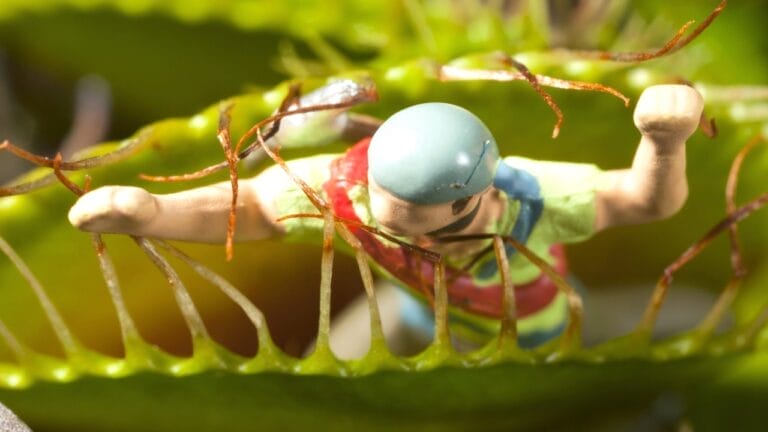 Mastering Venus Flytrap Feeding: Essential Do's & Don'ts for a Thriving Plant 9 feeding a venus flytrap the wrong thing