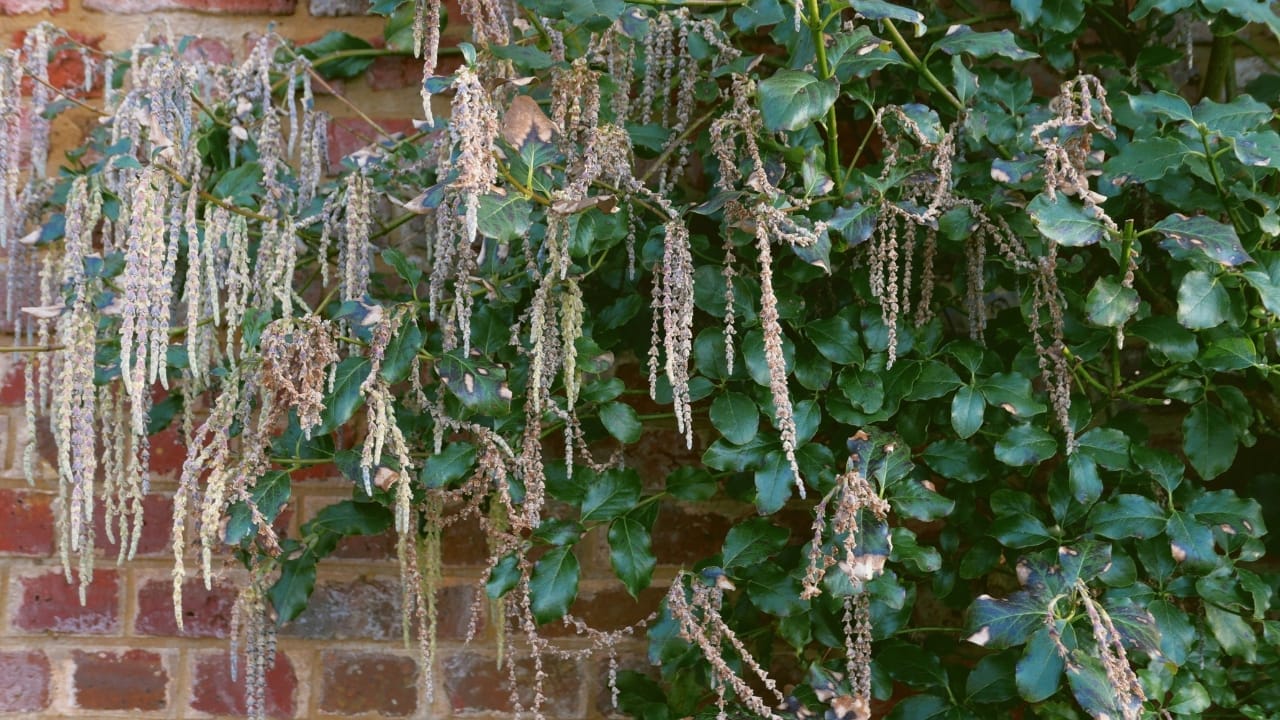 Breathe Life Into Bare Walls: 21 Splendid Plants Perfect for Growing on Walls 13 garrya elliptica bush with foliage against garden wall