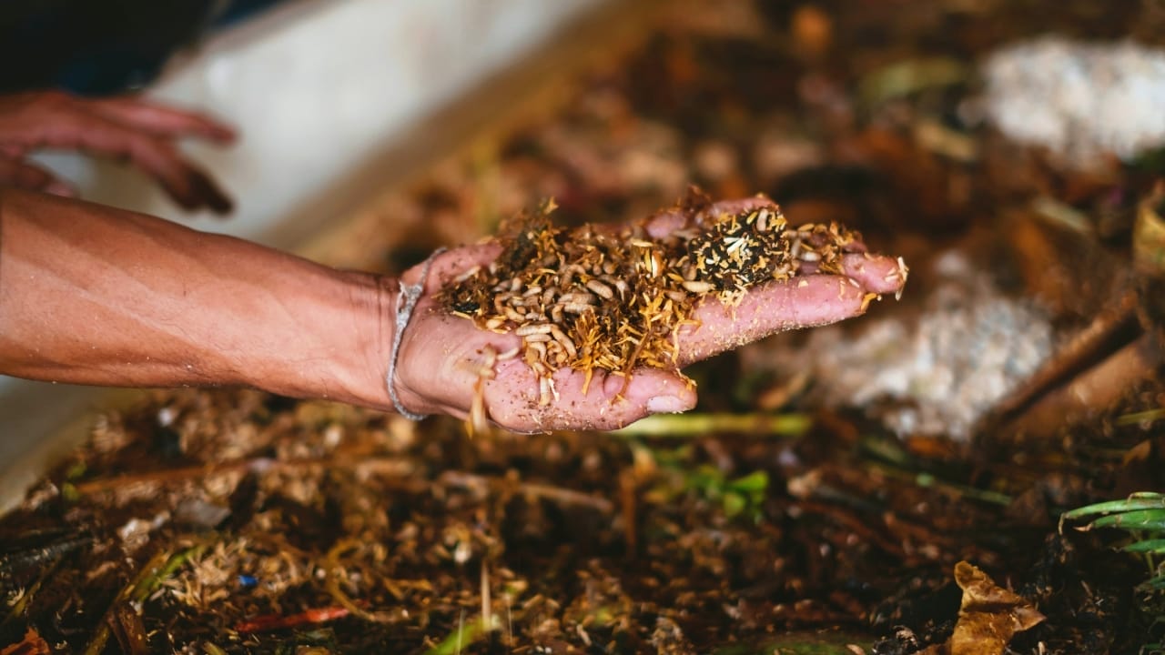 How Black Soldier Fly Could Be the Secret Weapon for Global Food Security 3 holding black soldier fly