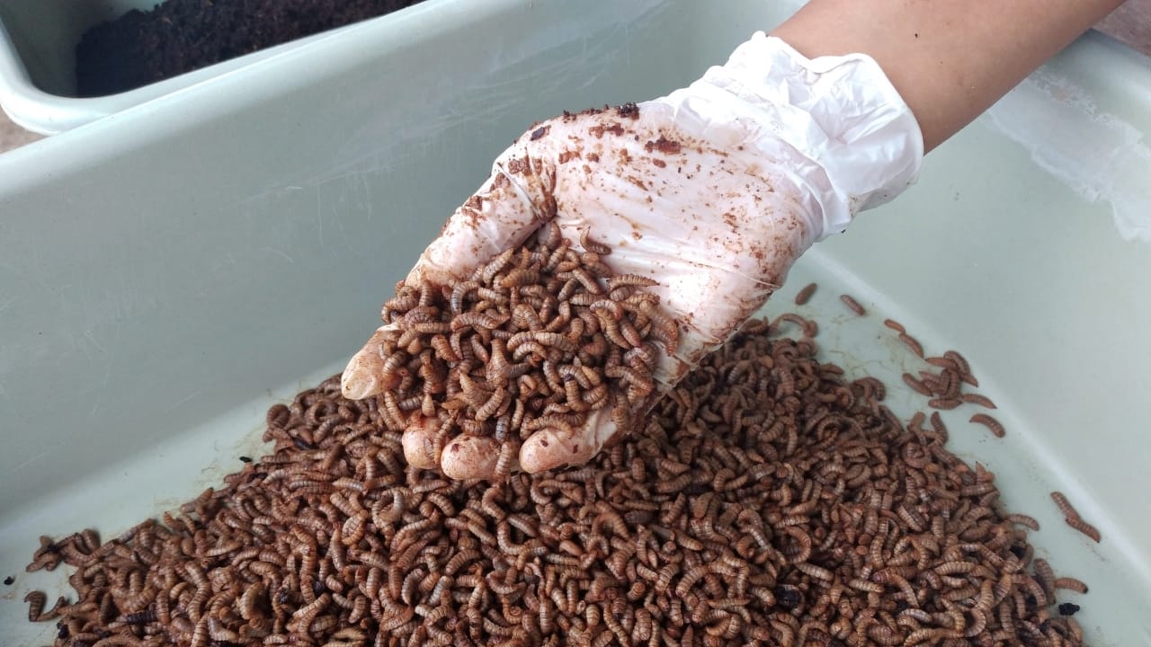 How Black Soldier Fly Could Be the Secret Weapon for Global Food Security 4 showing microbial risks