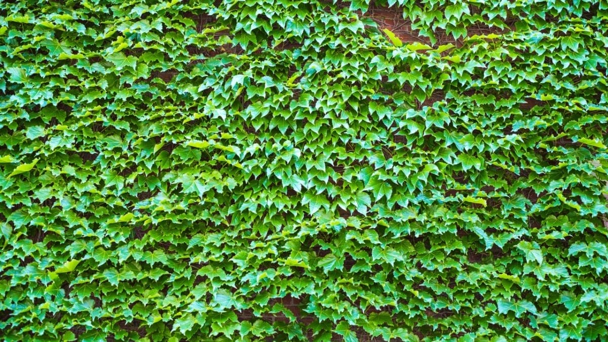 15 Plants That Transform Fence Lines Into Living Masterpieces 16 15 Plants That Transform Fence Lines Into Living Masterpieces - ivy on wall s1101993194