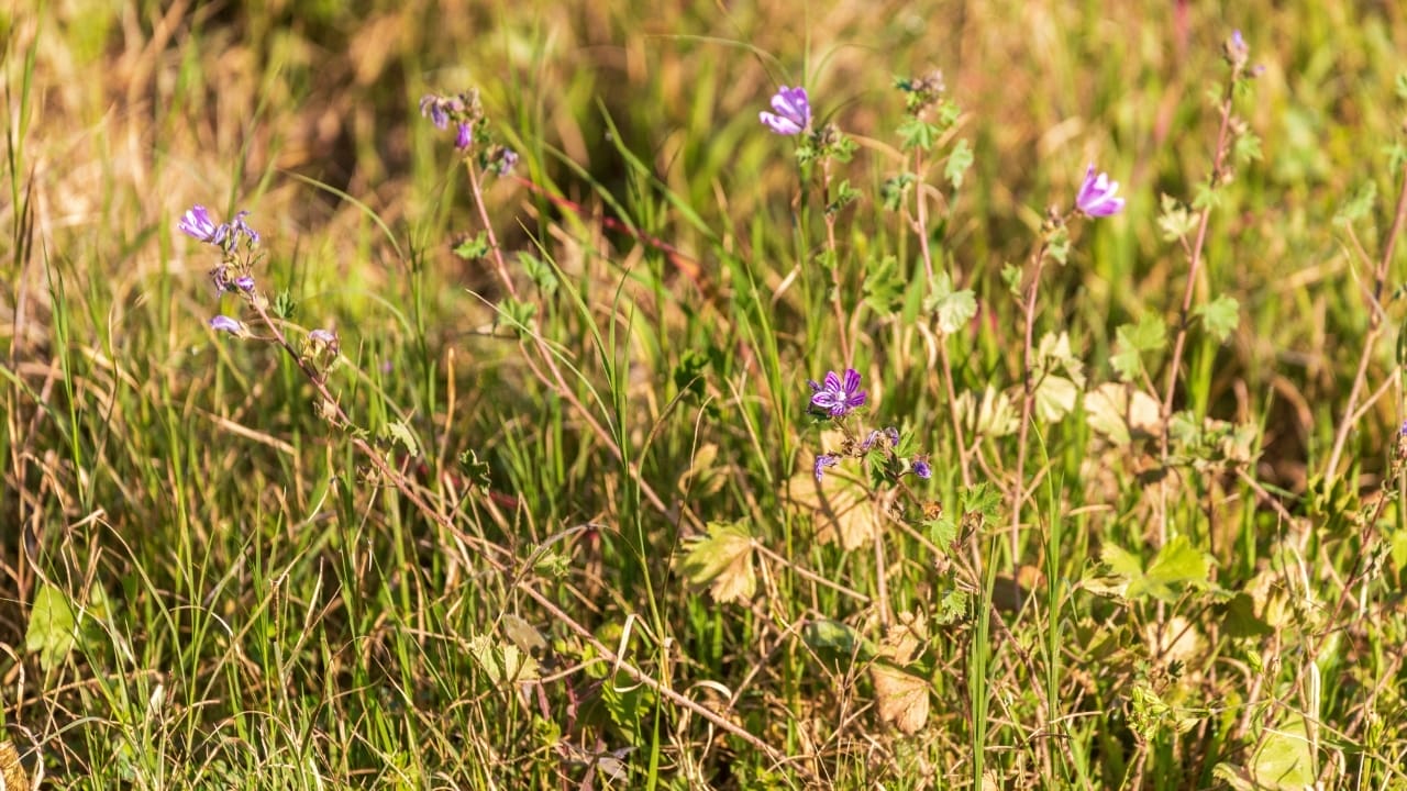 The Overlooked Edible - Bringing Mallow from Garden to Table 8 Forest mallow