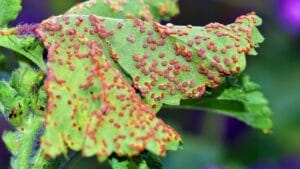 13 Common Mallow Plant Diseases to Avoid & Solutions 1 malva plant rust