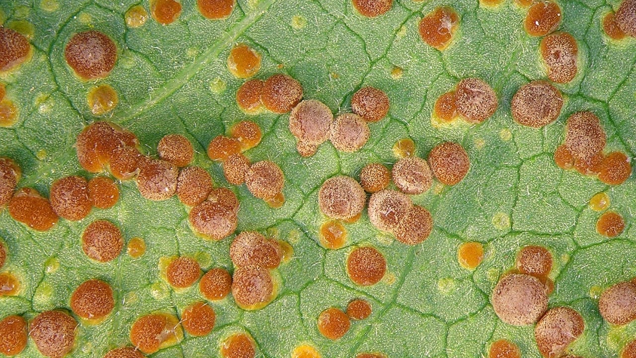 13 Common Mallow Plant Diseases to Avoid & Solutions 2 malva rust