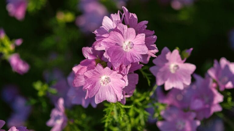 From Forest Floor to Fork: How to Identify, Grow & Use Musk Mallow 2 From Forest Floor to Fork: How to Identify, Grow & Use Musk Mallow - musk mallow plant 1826569391