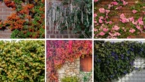 Breathe Life Into Bare Walls: 21 Splendid Plants Perfect for Growing on Walls 1 plants growing on walls