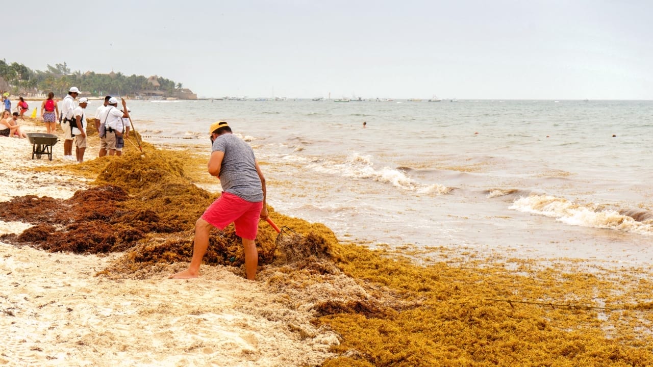 Innovative Hurricane-Proof Houses Made from Invasive Seaweed 4 Innovative Hurricane-Proof Houses Made from Invasive Seaweed - seaweed s1155208279