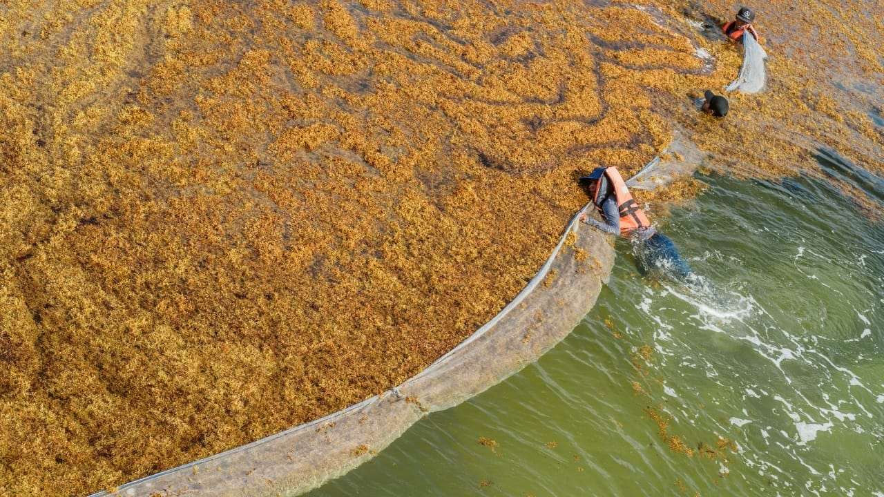 Innovative Hurricane-Proof Houses Made from Invasive Seaweed 2 Innovative Hurricane-Proof Houses Made from Invasive Seaweed - seaweed s1387730048
